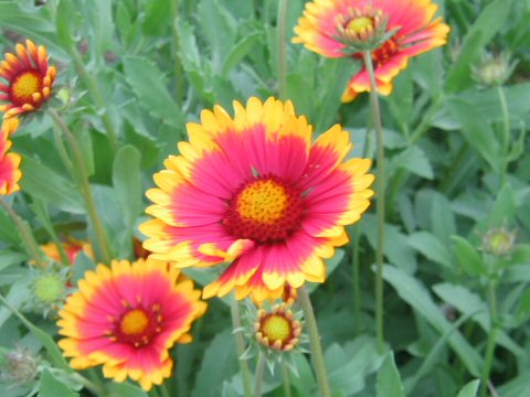 Gaillardia pulchella