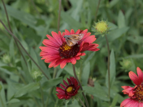 Gaillardia pulchella