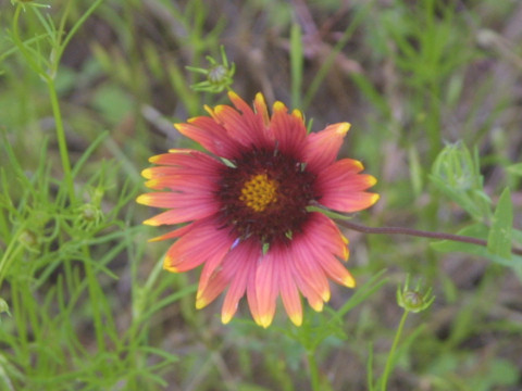 Gaillardia pulchella