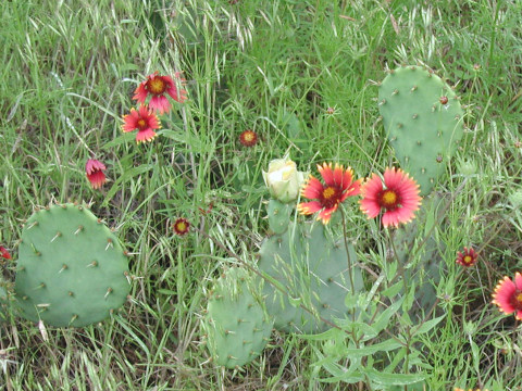 Gaillardia pulchella