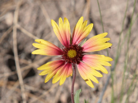 Gaillardia pulchella