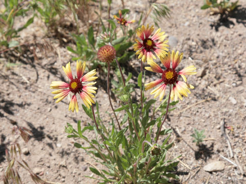 Gaillardia pulchella