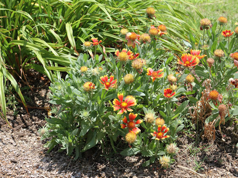 Gaillardia pulchella