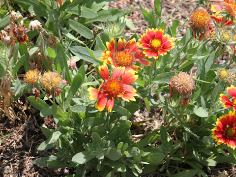 Gaillardia pulchella