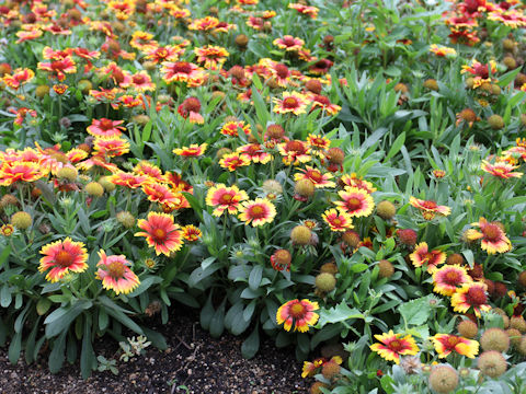 Gaillardia pulchella