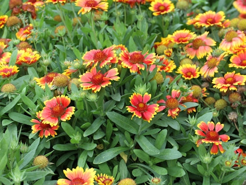 Gaillardia pulchella