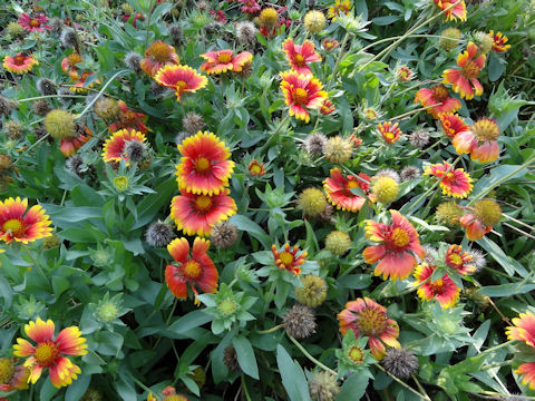 Gaillardia pulchella