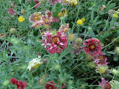 Gaillardia pulchella