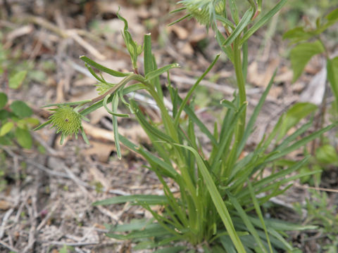 Gaillardia pulchella