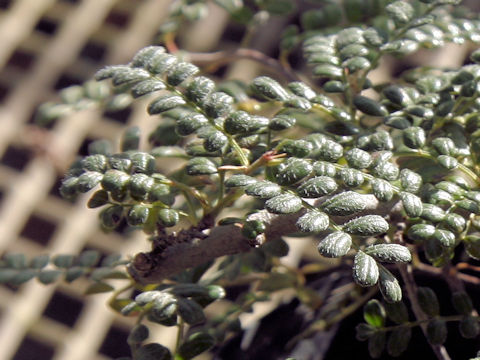 Osteomeles anthyllidifolia var. subrotunda