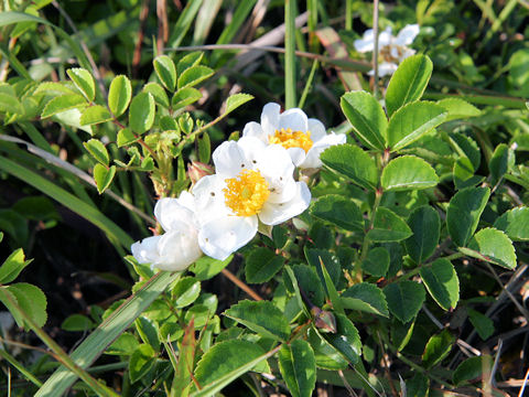 Rosa wichuraiana