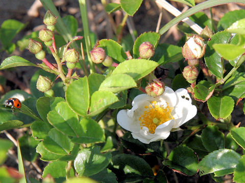 Rosa wichuraiana