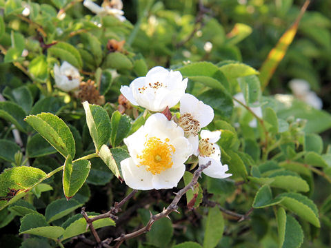 Rosa wichuraiana