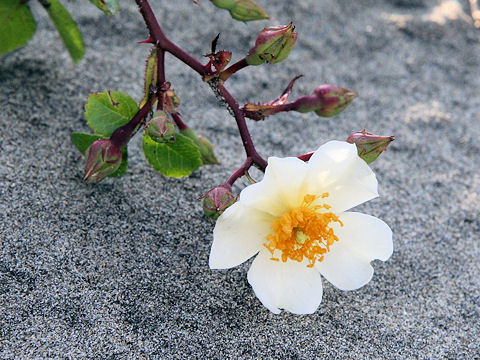 Rosa wichuraiana