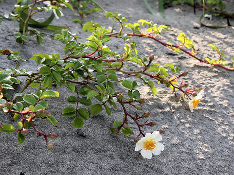 Rosa wichuraiana