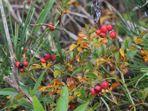 Rosa wichuraiana