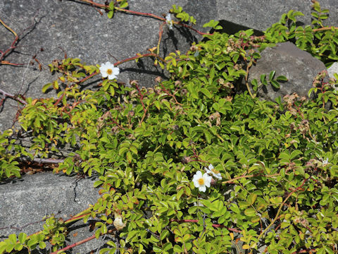 Rosa wichuraiana