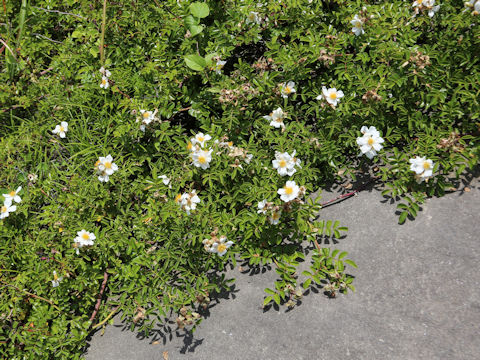 Rosa wichuraiana