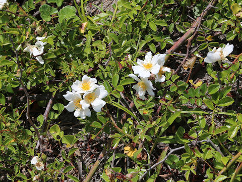 Rosa wichuraiana