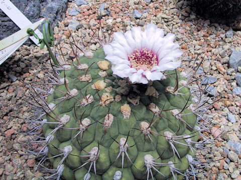 Gymnocalycium pflanzii