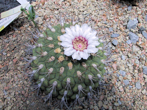 Gymnocalycium pflanzii