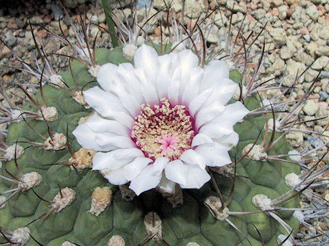 Gymnocalycium pflanzii