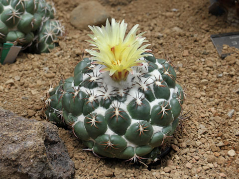 Coryphantha bumamma