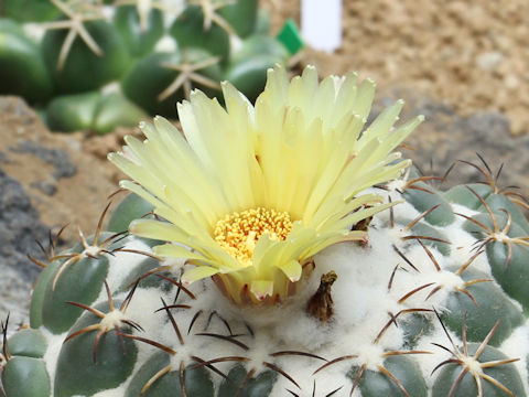 Coryphantha bumamma