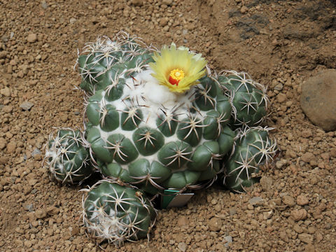 Coryphantha bumamma