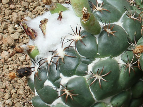 Coryphantha bumamma