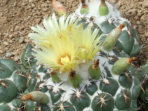 Coryphantha bumamma