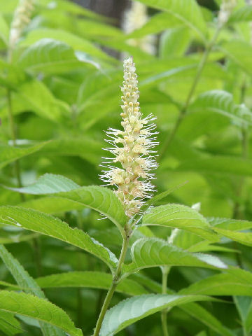 Leucosceptrum japonicum