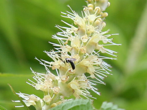 Leucosceptrum japonicum