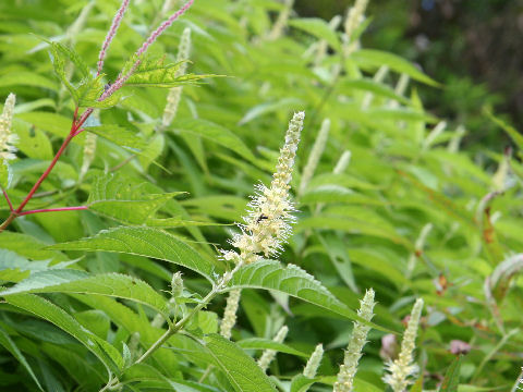 Leucosceptrum japonicum