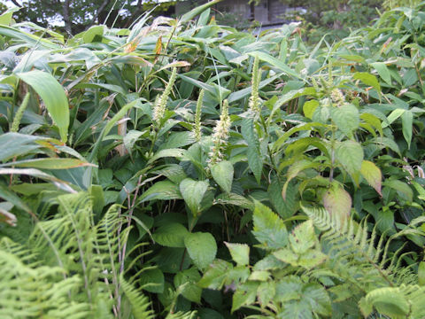 Leucosceptrum japonicum