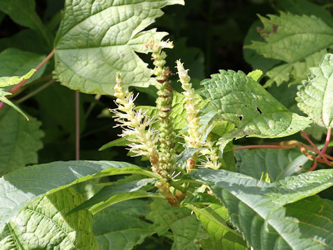 Leucosceptrum japonicum