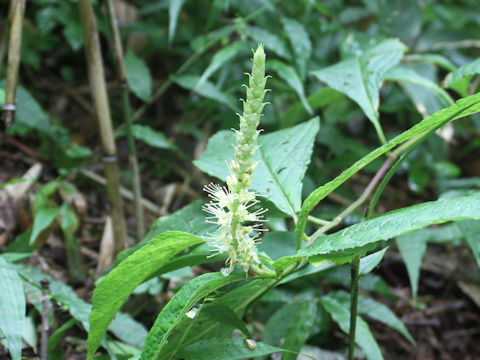 Leucosceptrum japonicum