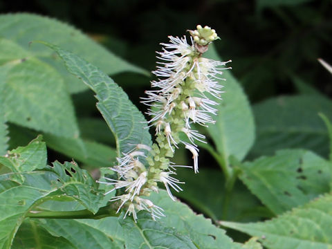 Leucosceptrum japonicum