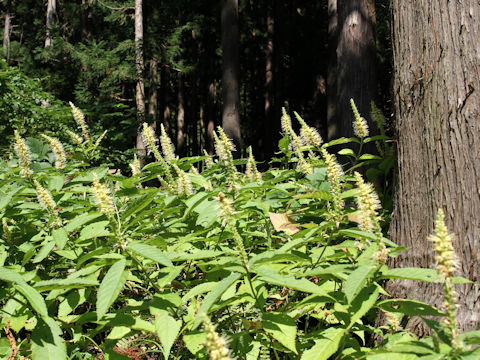 Leucosceptrum japonicum