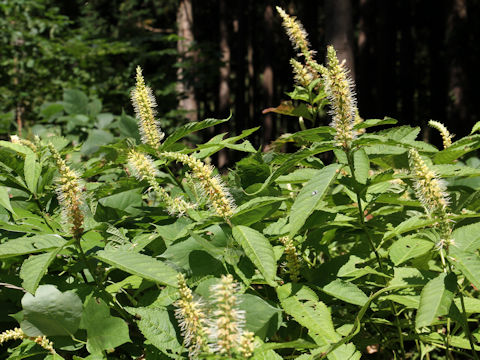 Leucosceptrum japonicum