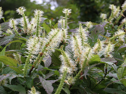 Leucosceptrum japonicum