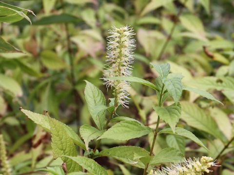 Leucosceptrum japonicum