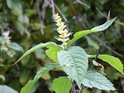 Leucosceptrum japonicum