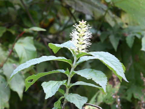 Leucosceptrum japonicum