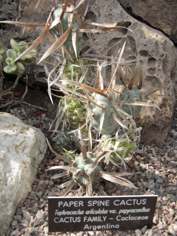 Tephrocactus articulatus var. papyracanthus