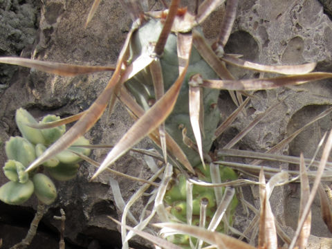 Tephrocactus articulatus var. papyracanthus