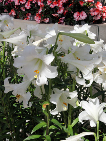 Lilium longiflorum