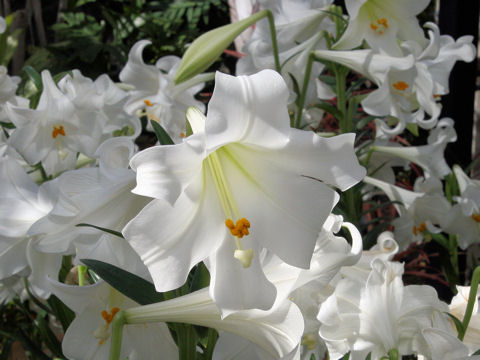 Lilium longiflorum