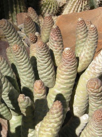 Tephrocactus articulatus var. strobiliformis