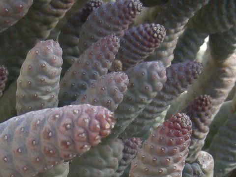 Tephrocactus articulatus var. strobiliformis